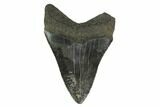 3.35" Fossil Megalodon Tooth - South Carolina - #130793-2